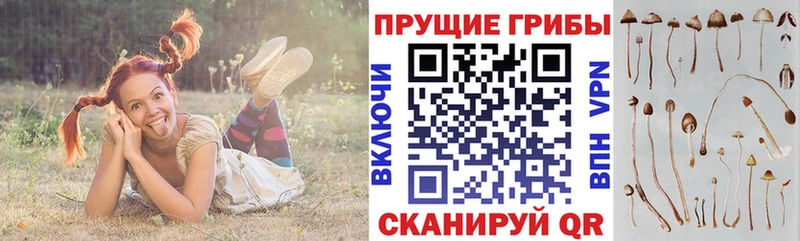 Галлюциногенные грибы MAGIC MUSHROOMS  blacksprut вход  Новотроицк 